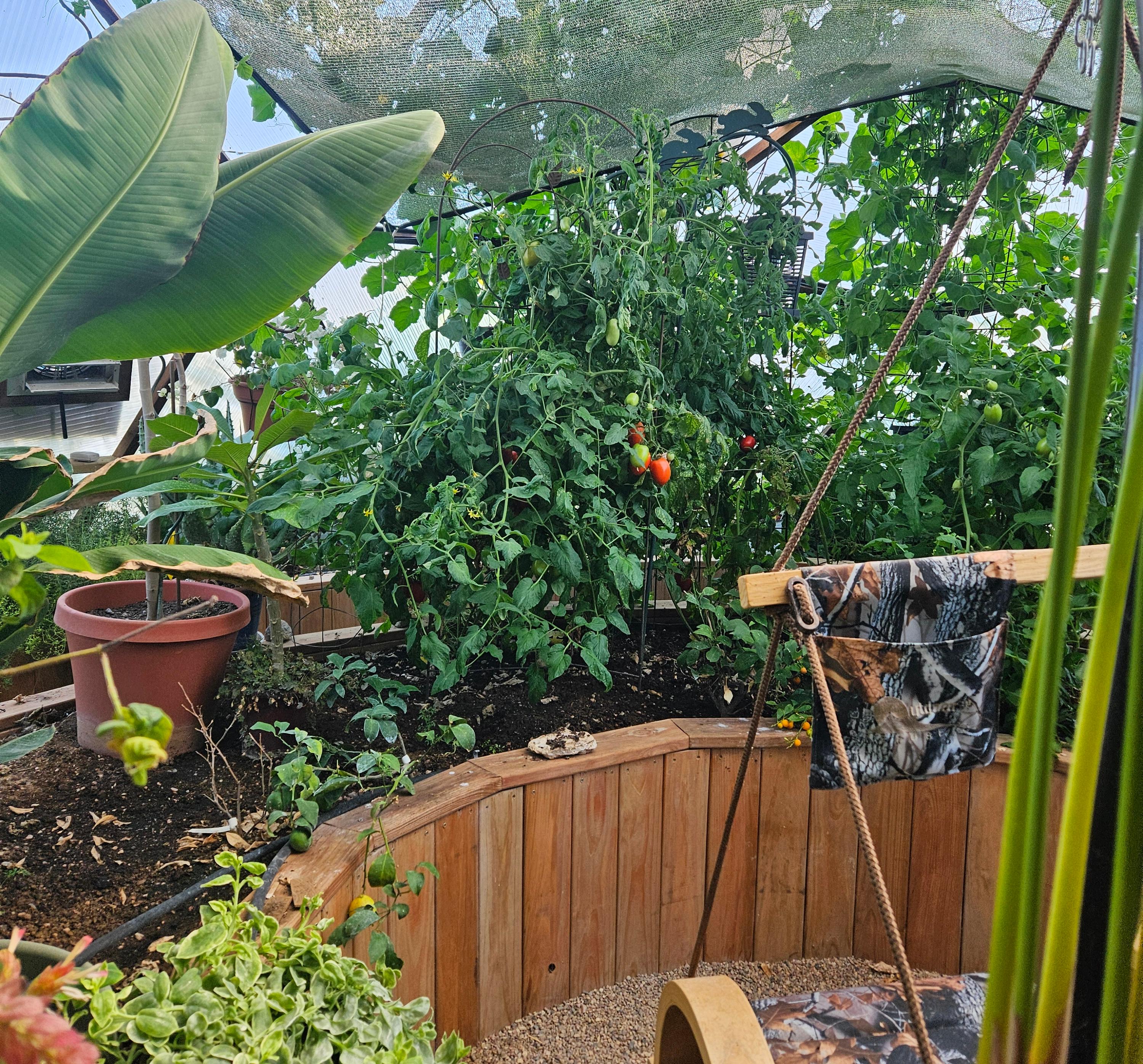 Tomatoes ripening beside a hanging chair inside a 26-foot High Plains Growing Dome