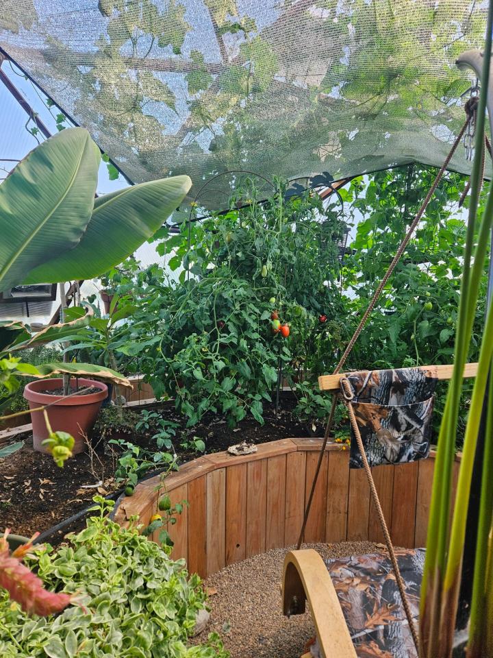 inside Janet Probst's dome garden shade cloth hanging overhead and view from hanging chair tomatoes ripen
