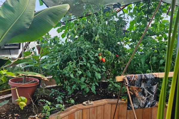 productive greenhouse garden interior with shade cloth