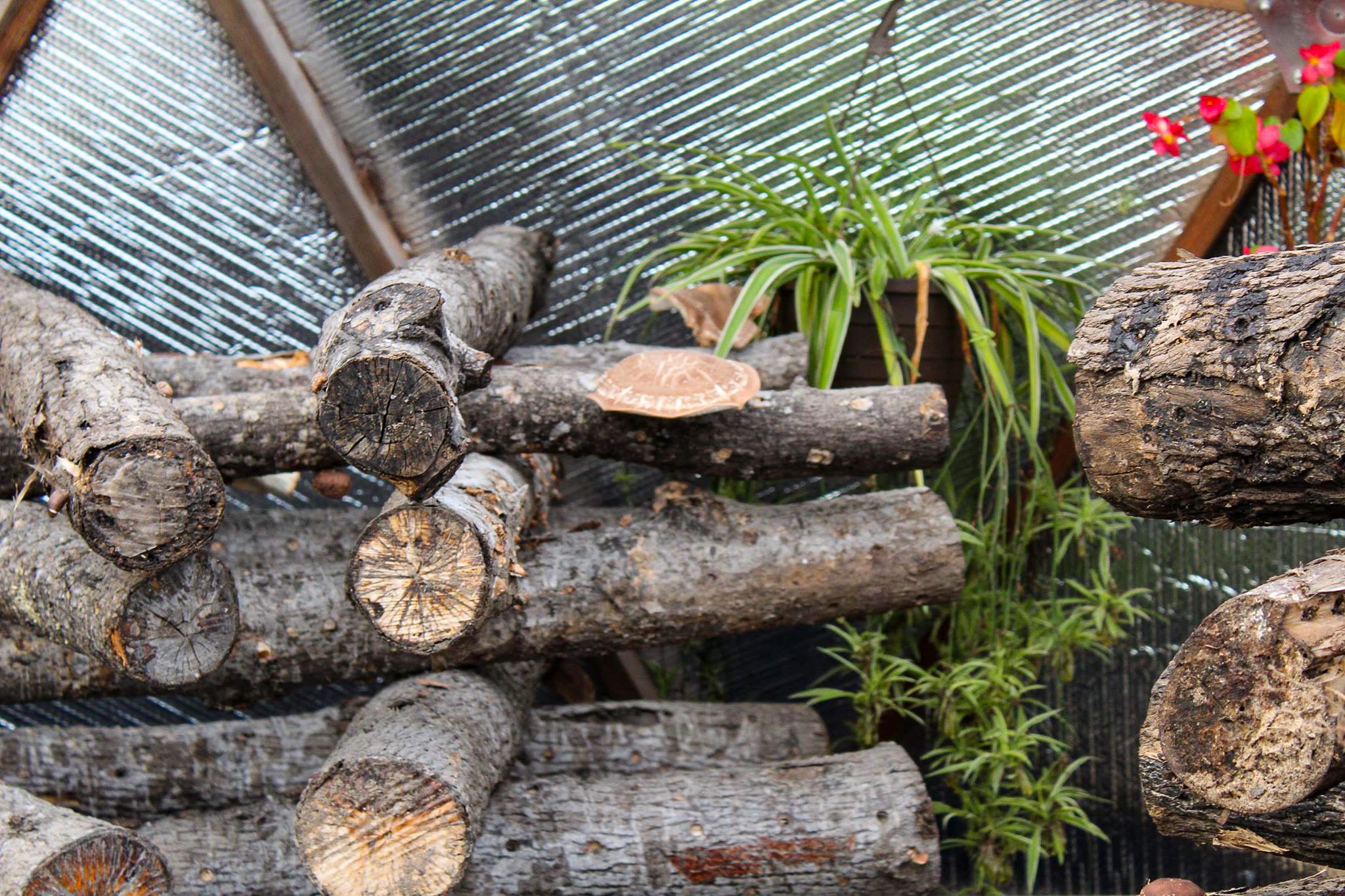 Shiitake Mushroom Crib Stack