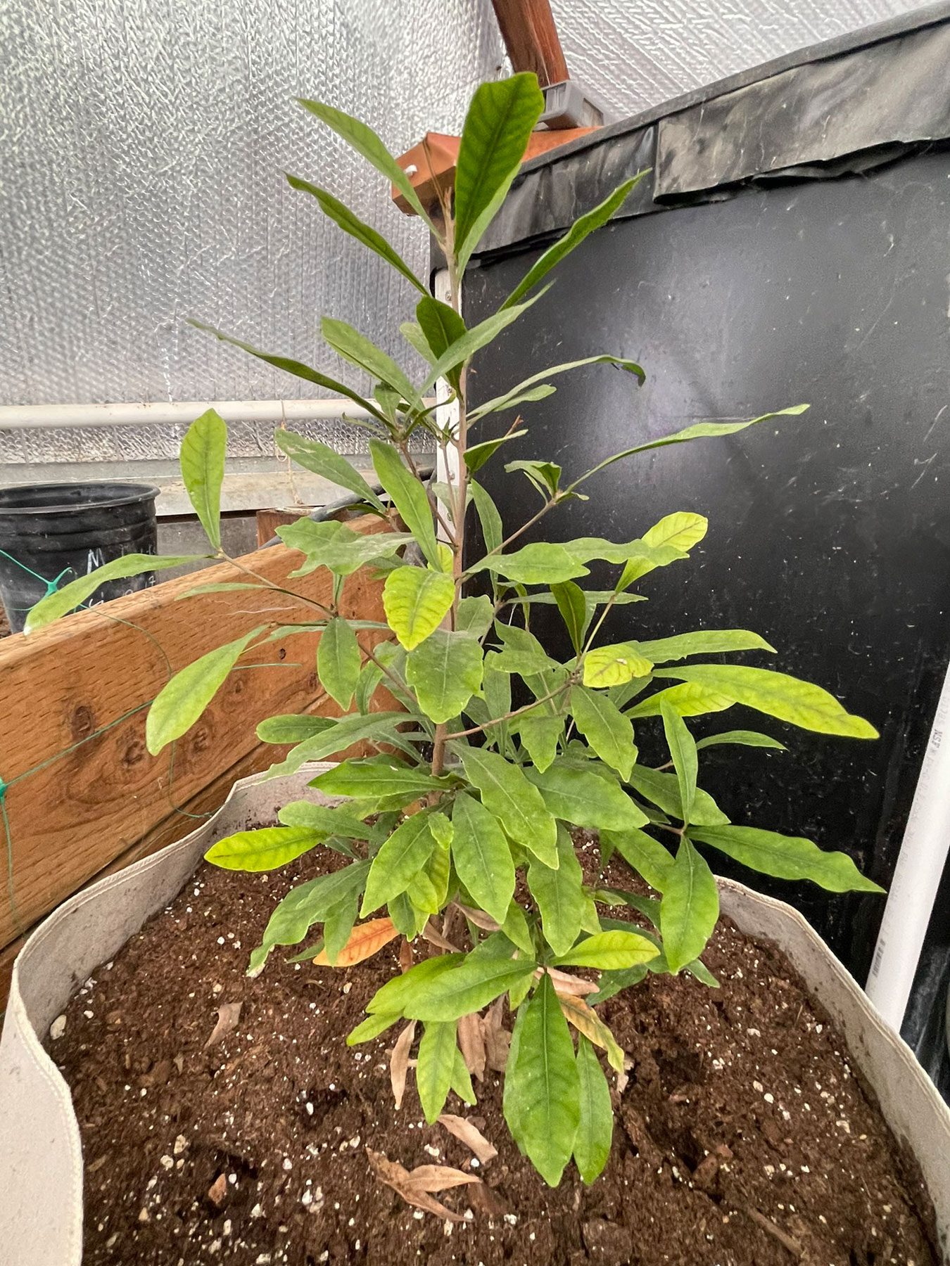 miracle fruit plant growing in a grow bag next to the above-ground pond