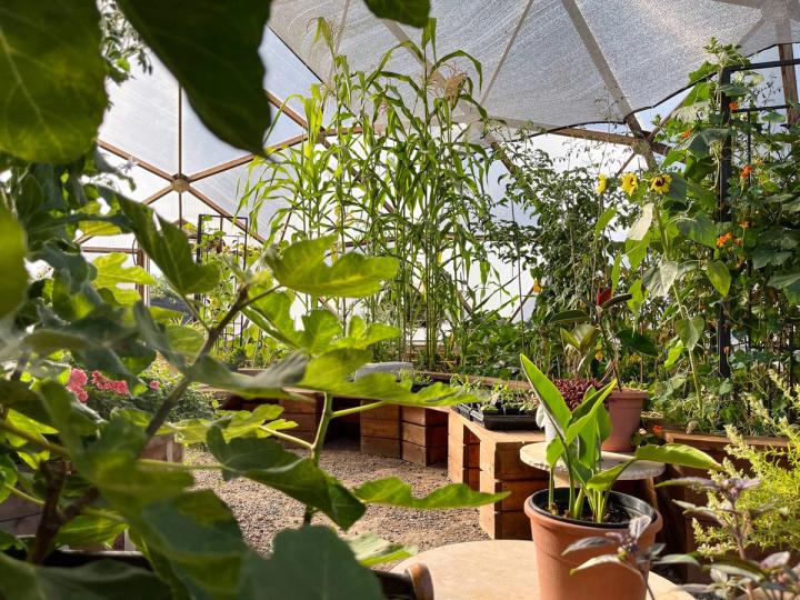 Interior of a geodesic greenhouse food forest peering through fig leaves at large corn and tomato plants