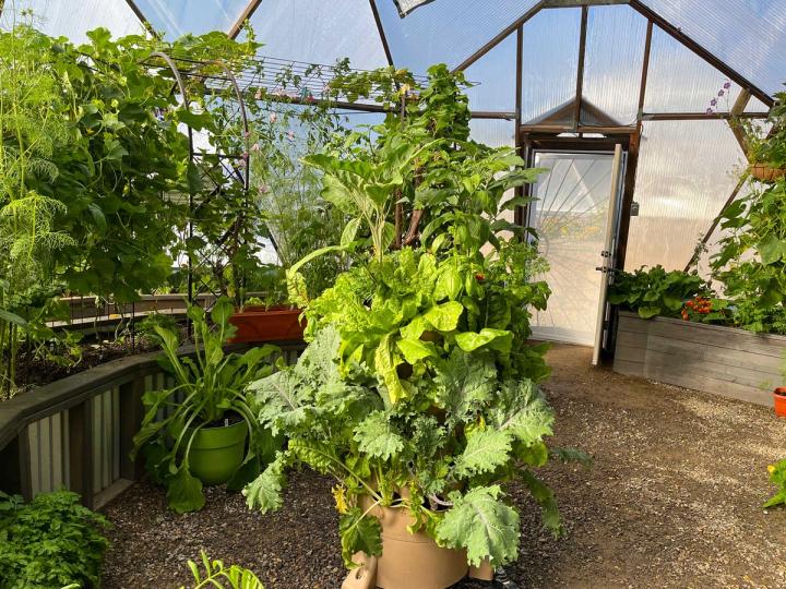 Garden Tower centrally located in a 33' Growing Dome. There is so much growing out of it you can hardly see the tower for all the leafy greens