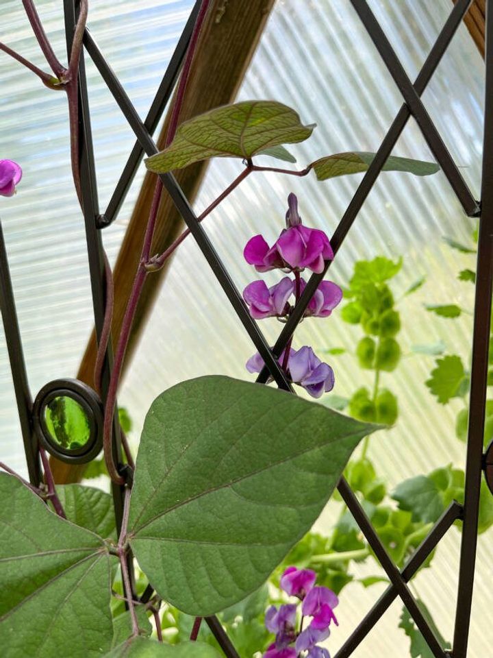 beautiful purple flowers of hyacinth bean with backdrop of the greenhouse paneling