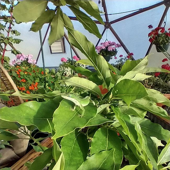 inside a geodesic greenhouse with plants growing and some sort of green lizard on a broad leaf in the foreground