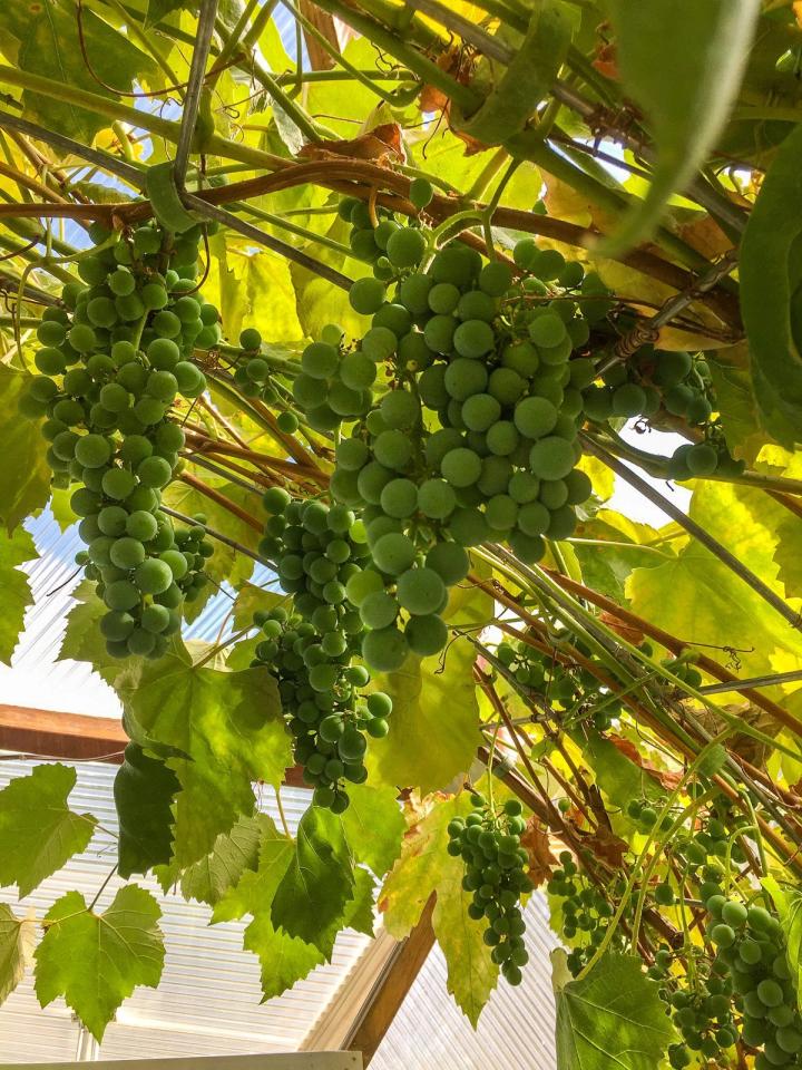 growing grapes in a dome greenhouse