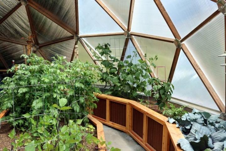 tomato greenhouse