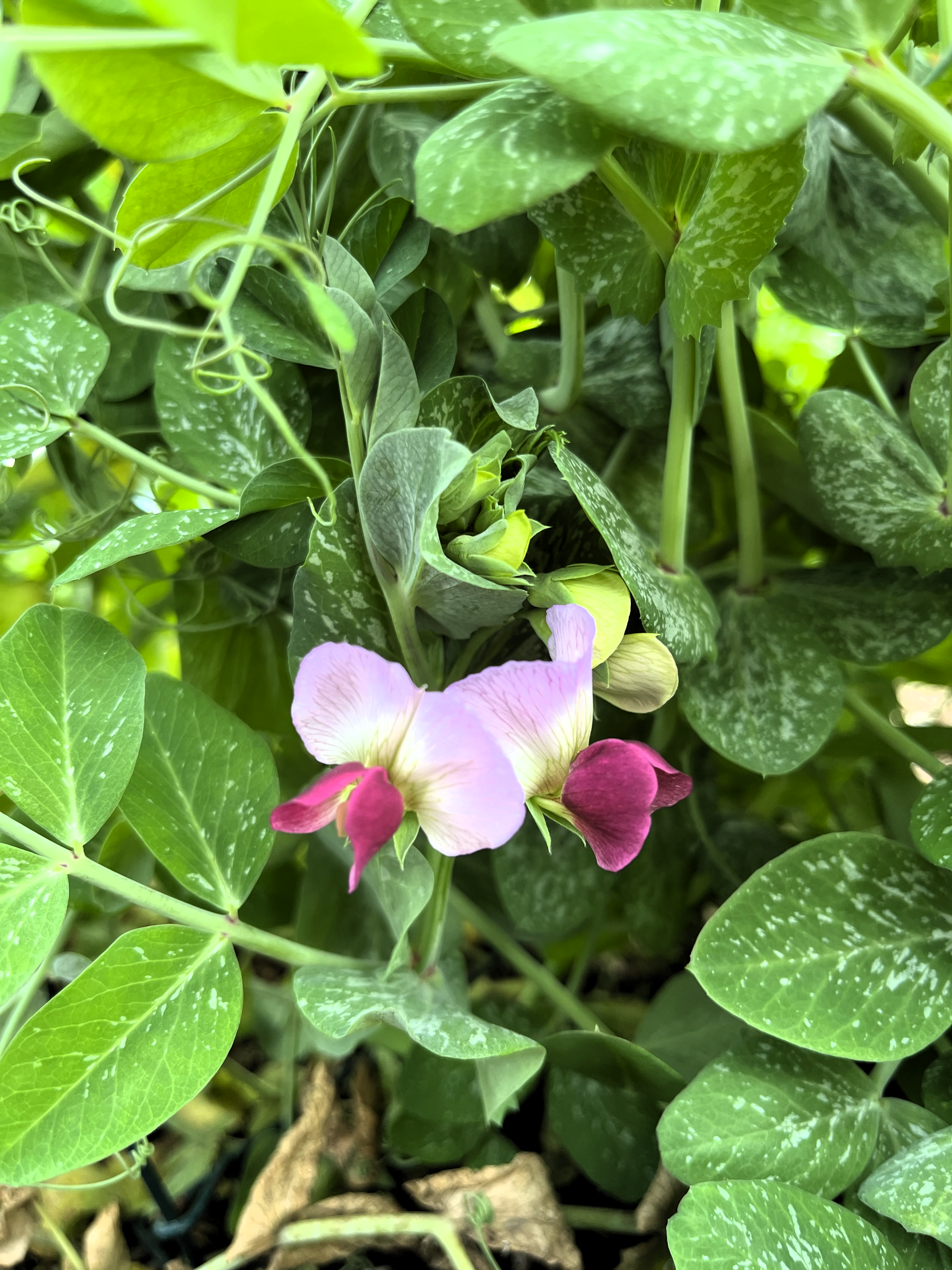 close up of purple pink pea flowers