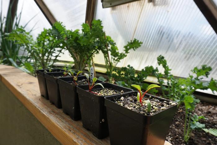 Spring Starts of Chard