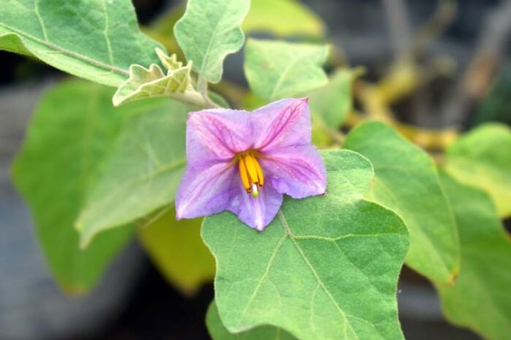 eggplant blossom Pixabay photo