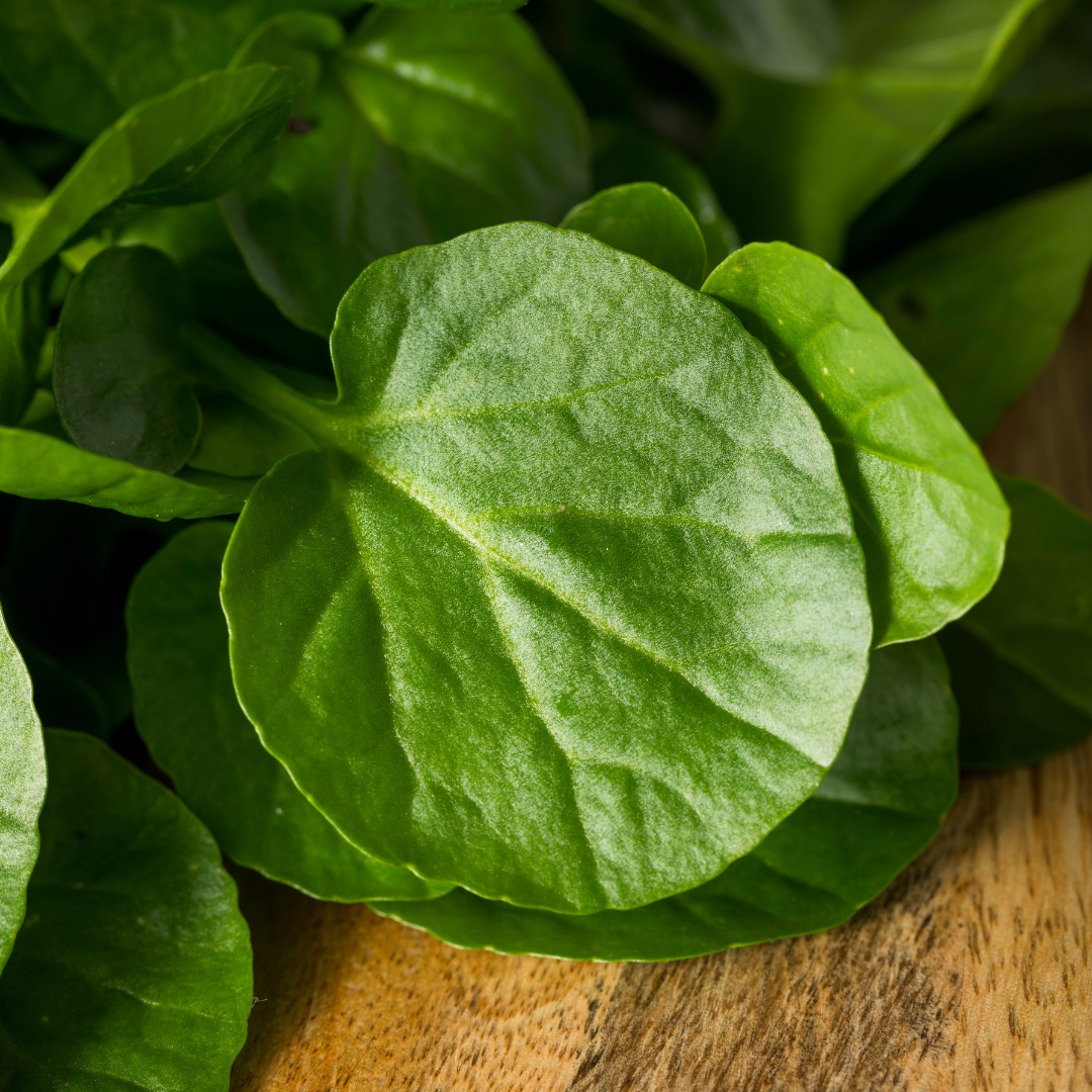 closeup of mâche leaves