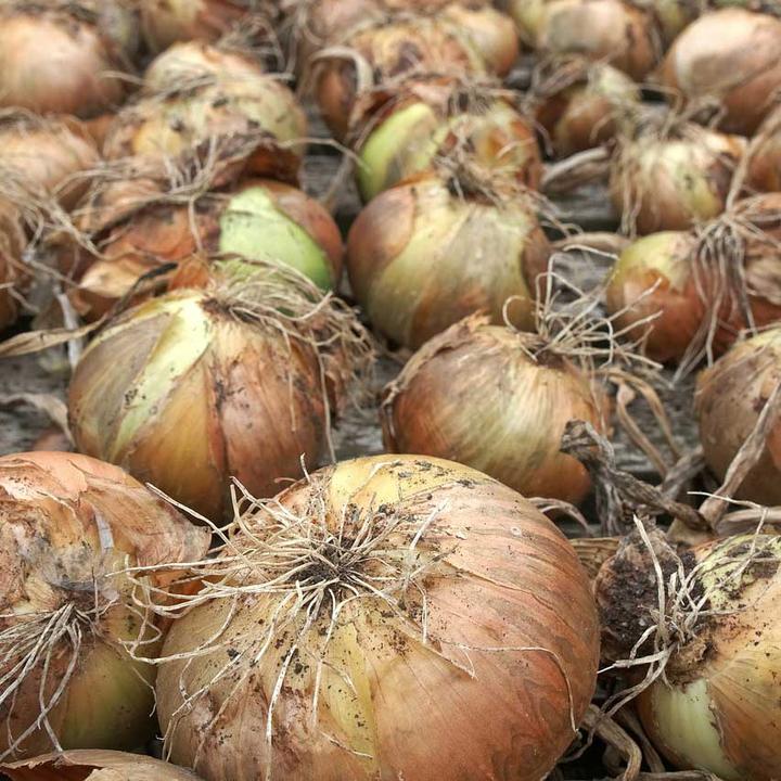 onions, like sweet potatoes, require dry storage