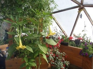 Greenhouse in Oregon winter
