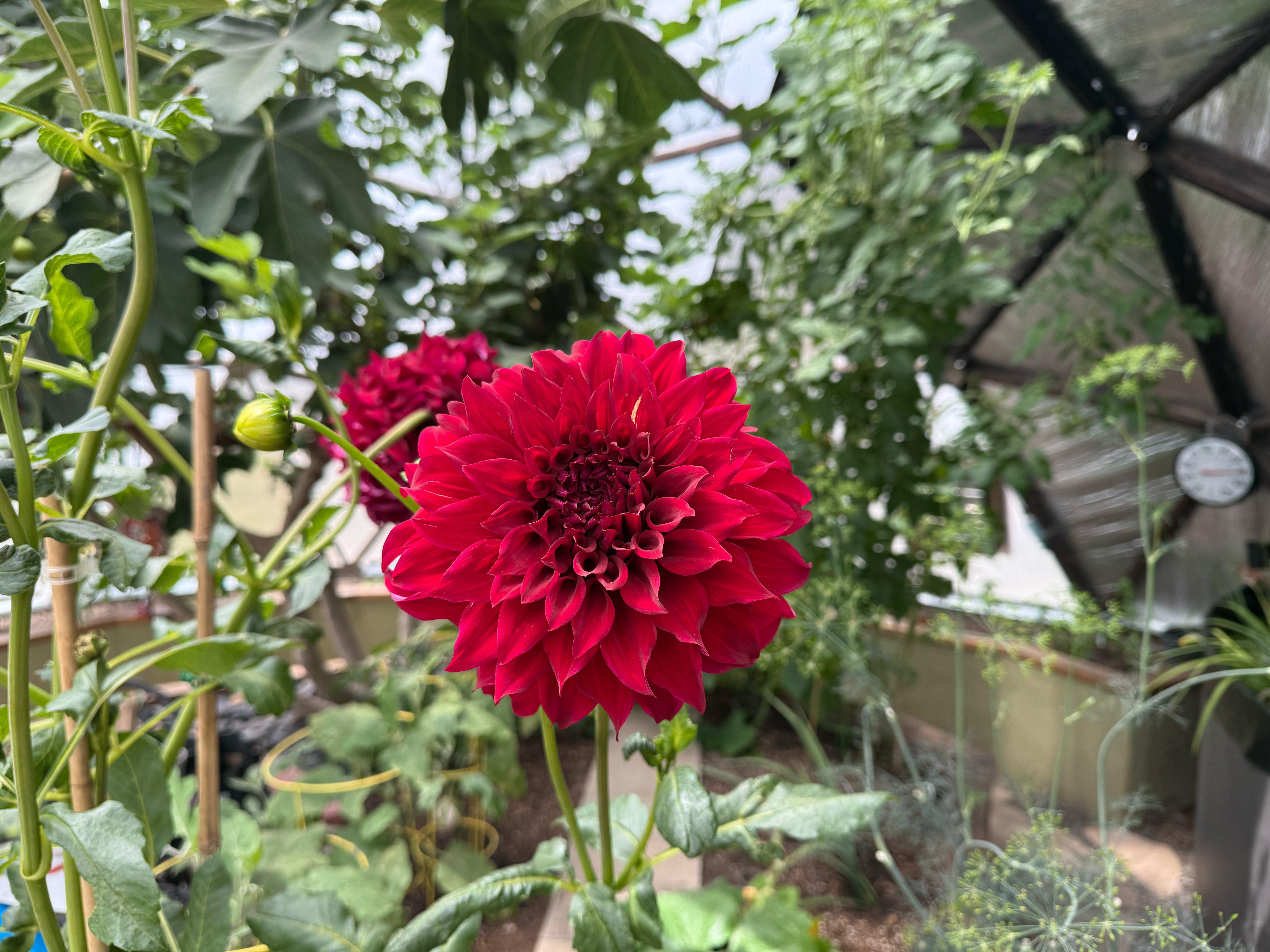 Vibrant red dahlia flower in a geodesic dome greenhouse