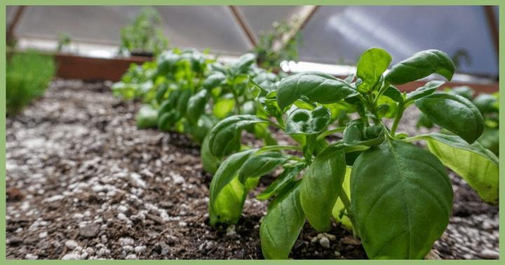 Basil in the Restaurant Greenhouse