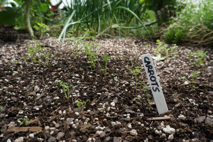 carrot seedlings growing in the greenhouse