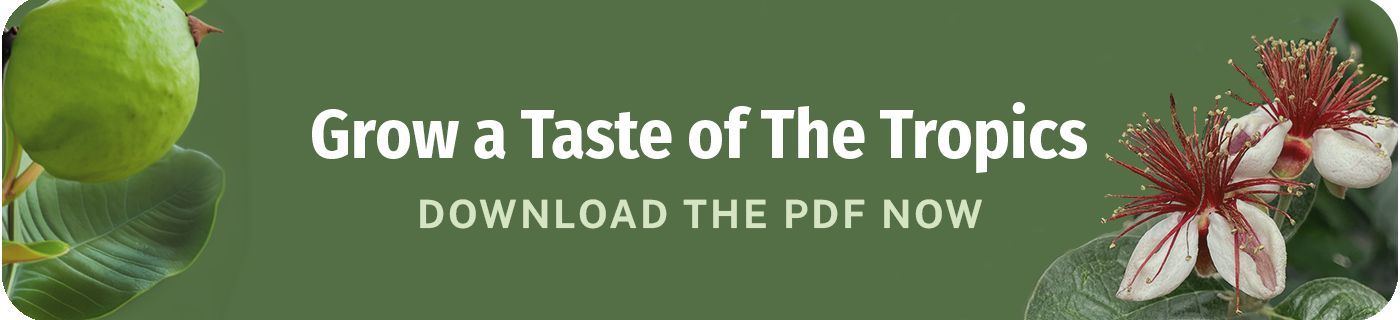 grow a taste of the tropics download the pdf now