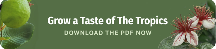grow a taste of the tropics download the pdf now