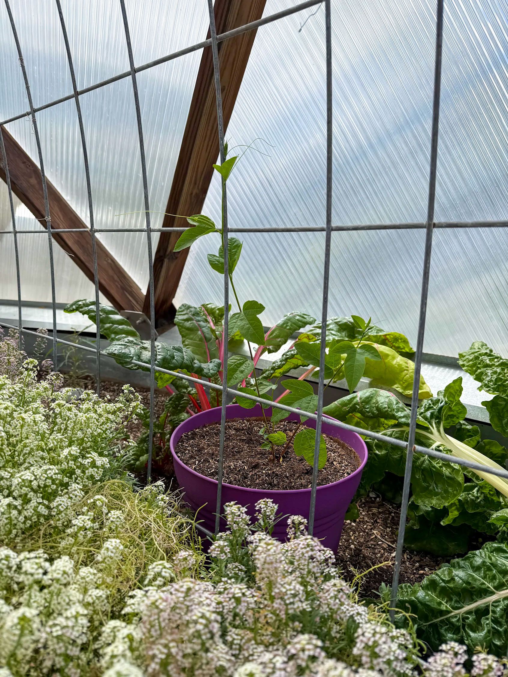passion flower plant in a pot set against a trellis for the plant to climb inside a growing dome