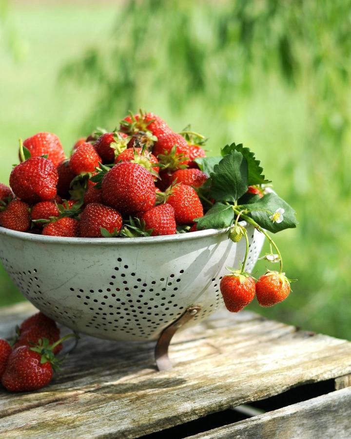 metal colander full of red ripe strawberries on old weathered boards with a green foliage backdrop