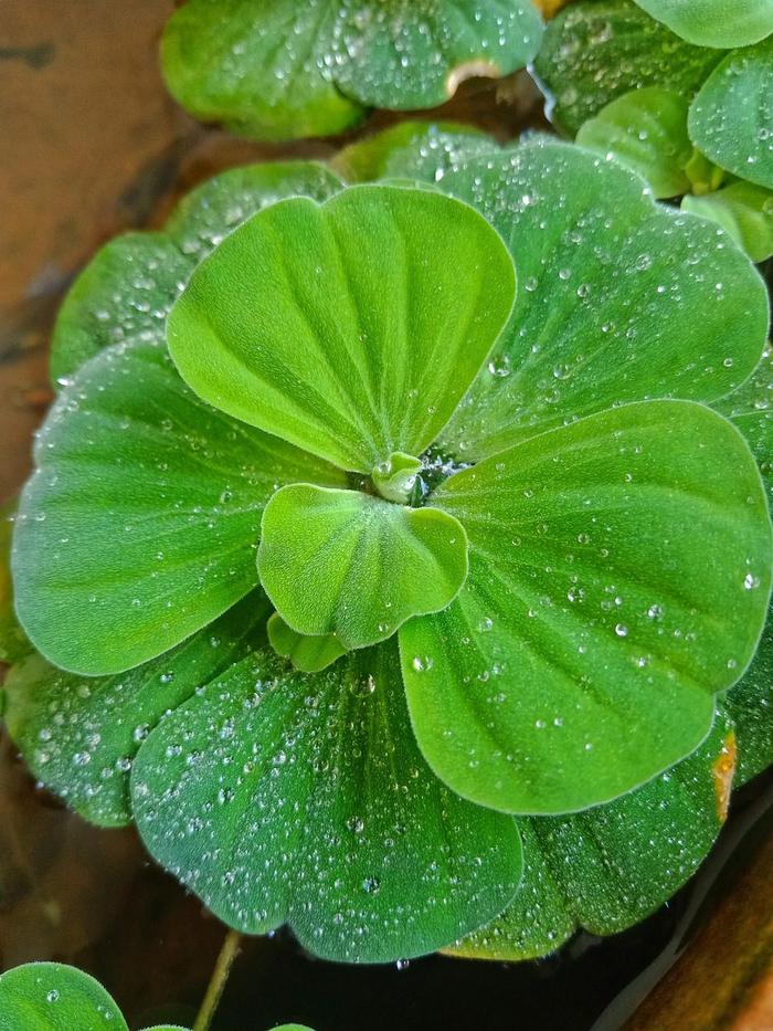 Greenhouse pond gardening, growing water lettuce in a pond
