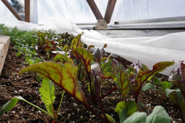 Young chard plants and beet greens with deep red tinted leaves surrounded by row cover
