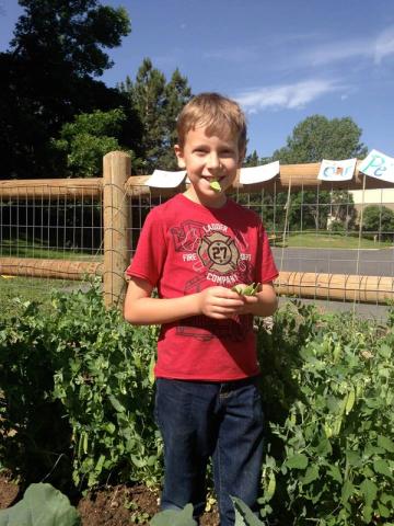 child eating snap peas in a school garden