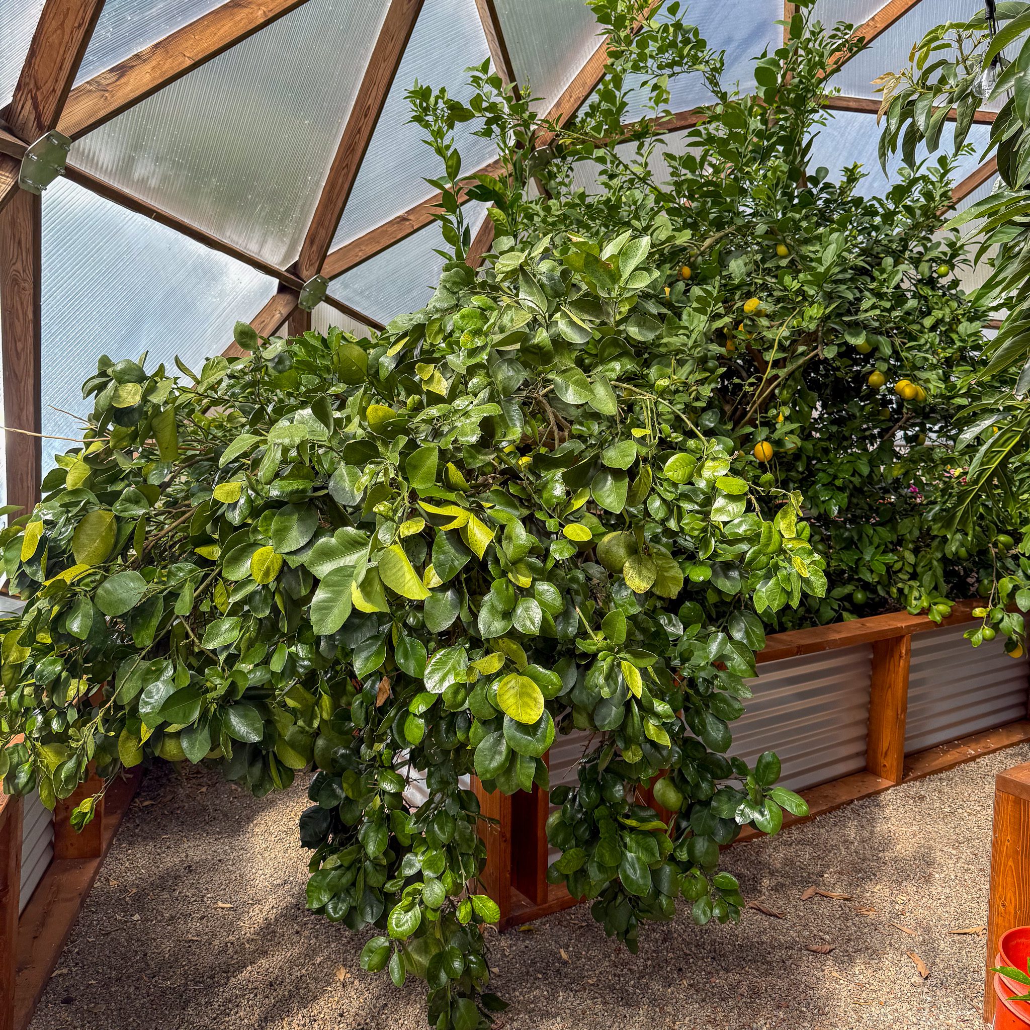 A grapefruit tree so weighed down with fruit that its branches are touching the ground.