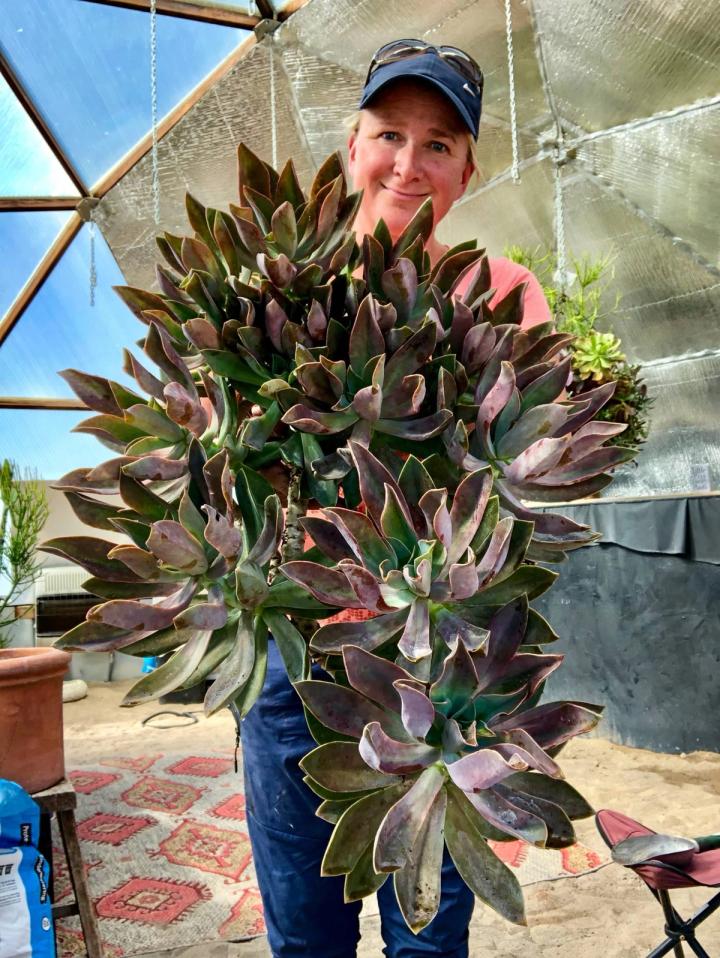 Kerry holding large echeveria succulent