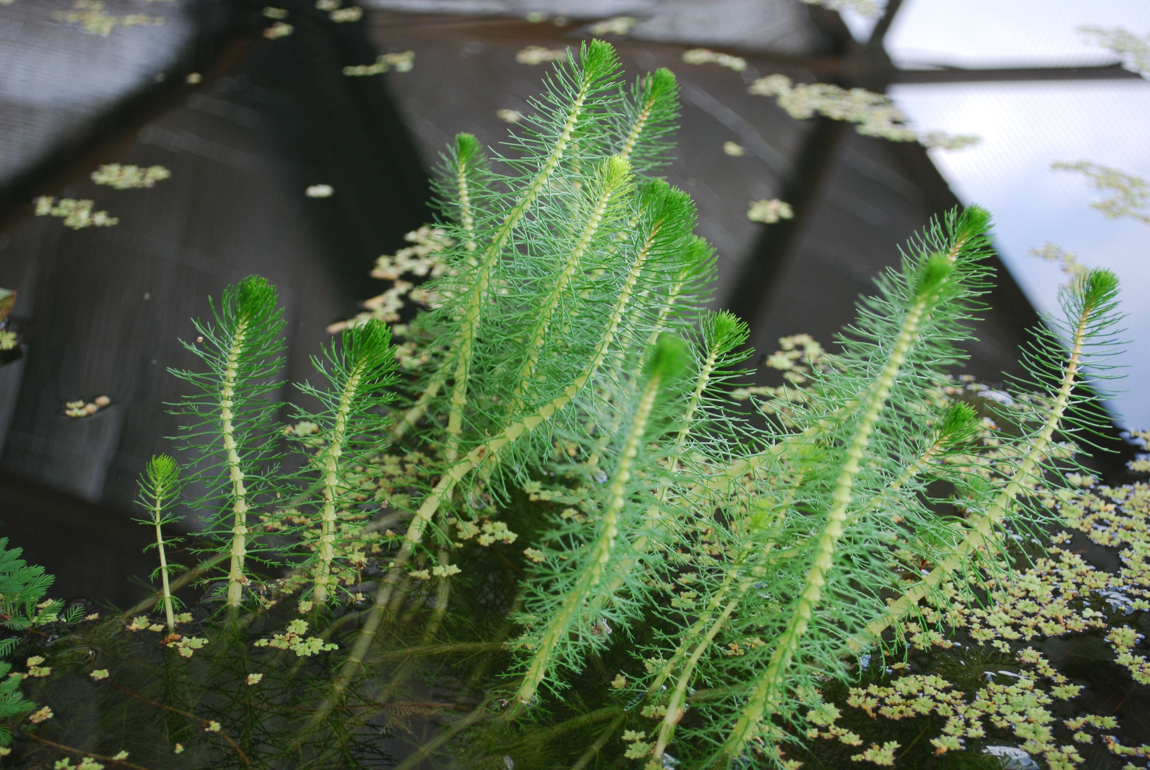 Parrot feather plants with delicate leaves emerging from a pond