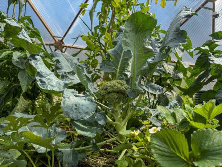 large broccoli head surrounded by various vegetables and fruit plants