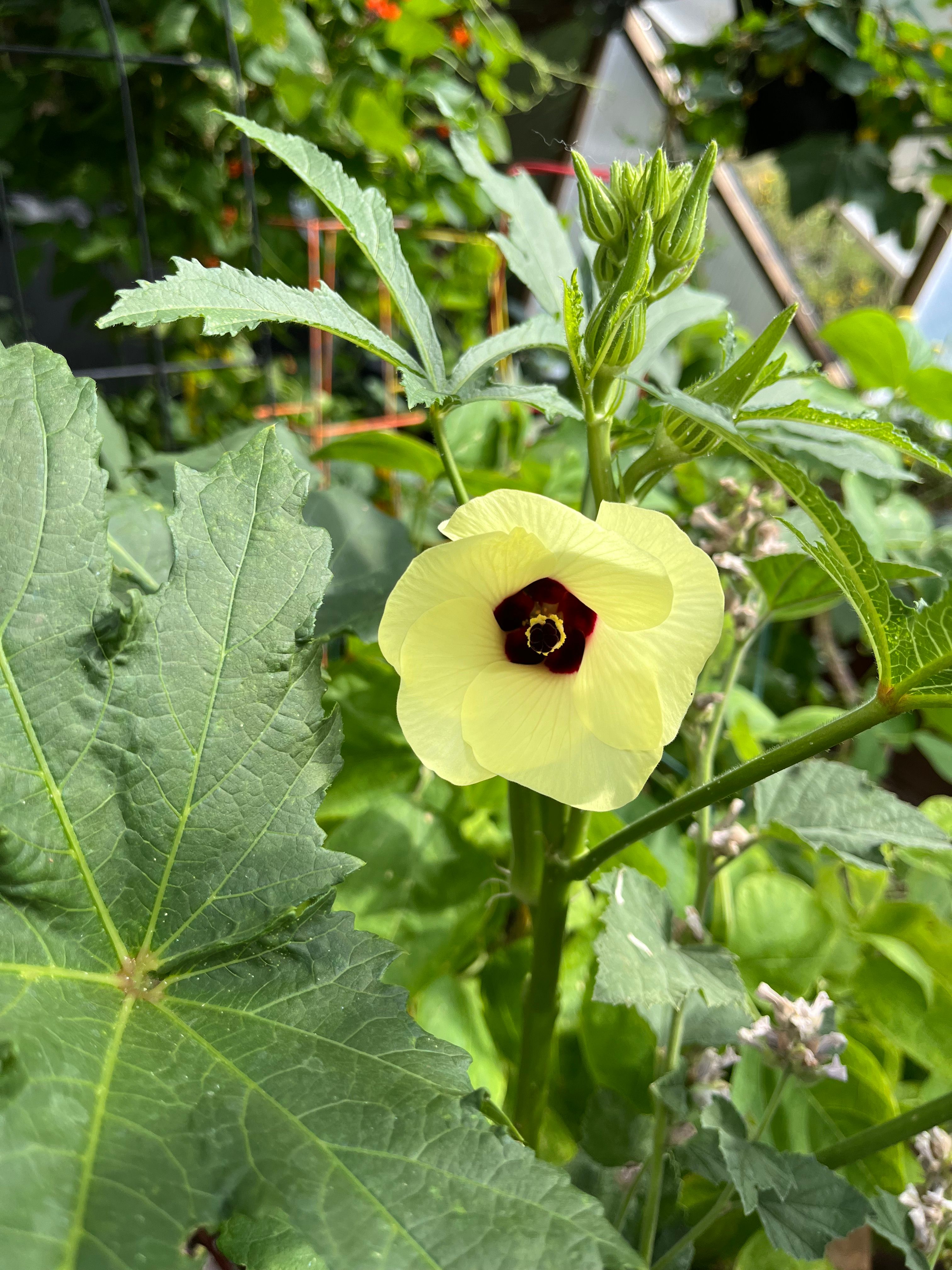 cream-colored okra flower and pods forming on a plant in a greenhouse