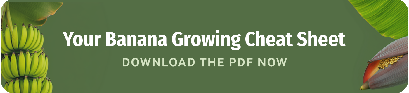 your banana growing cheat sheet download the pdf now