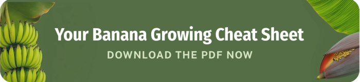 your banana growing cheat sheet download the pdf now