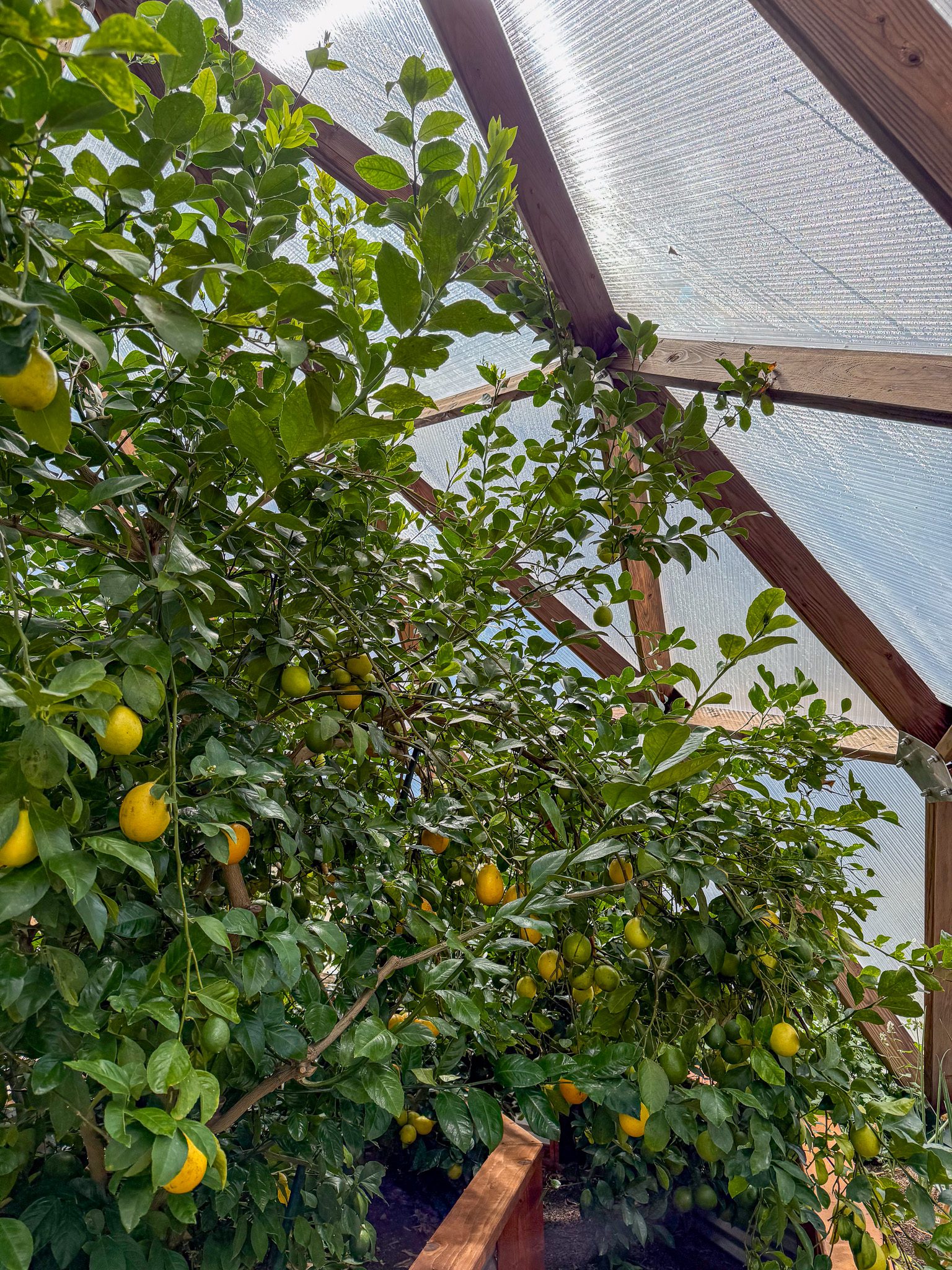 Lemon image