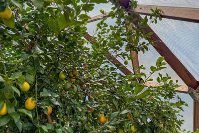 Lemon image