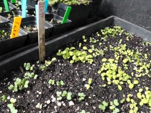 Seedlings sprouted Scouch-021813-05-web-300x225