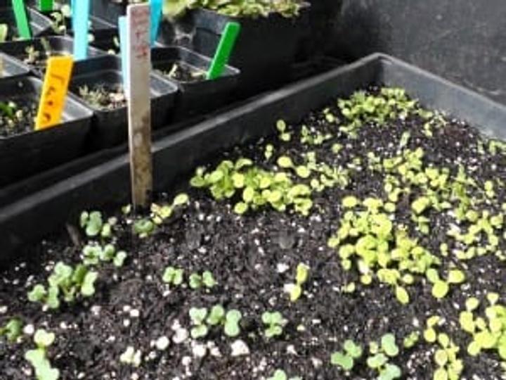 Seedlings sprouted Scouch-021813-05-web-300x225