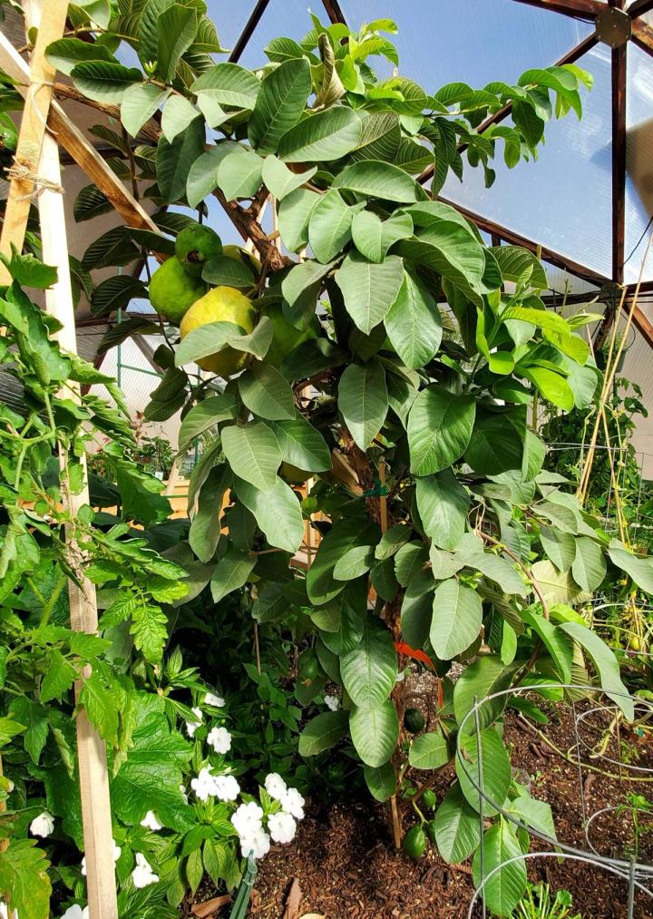 Guava tree bearing fruit in a dome greenhouse