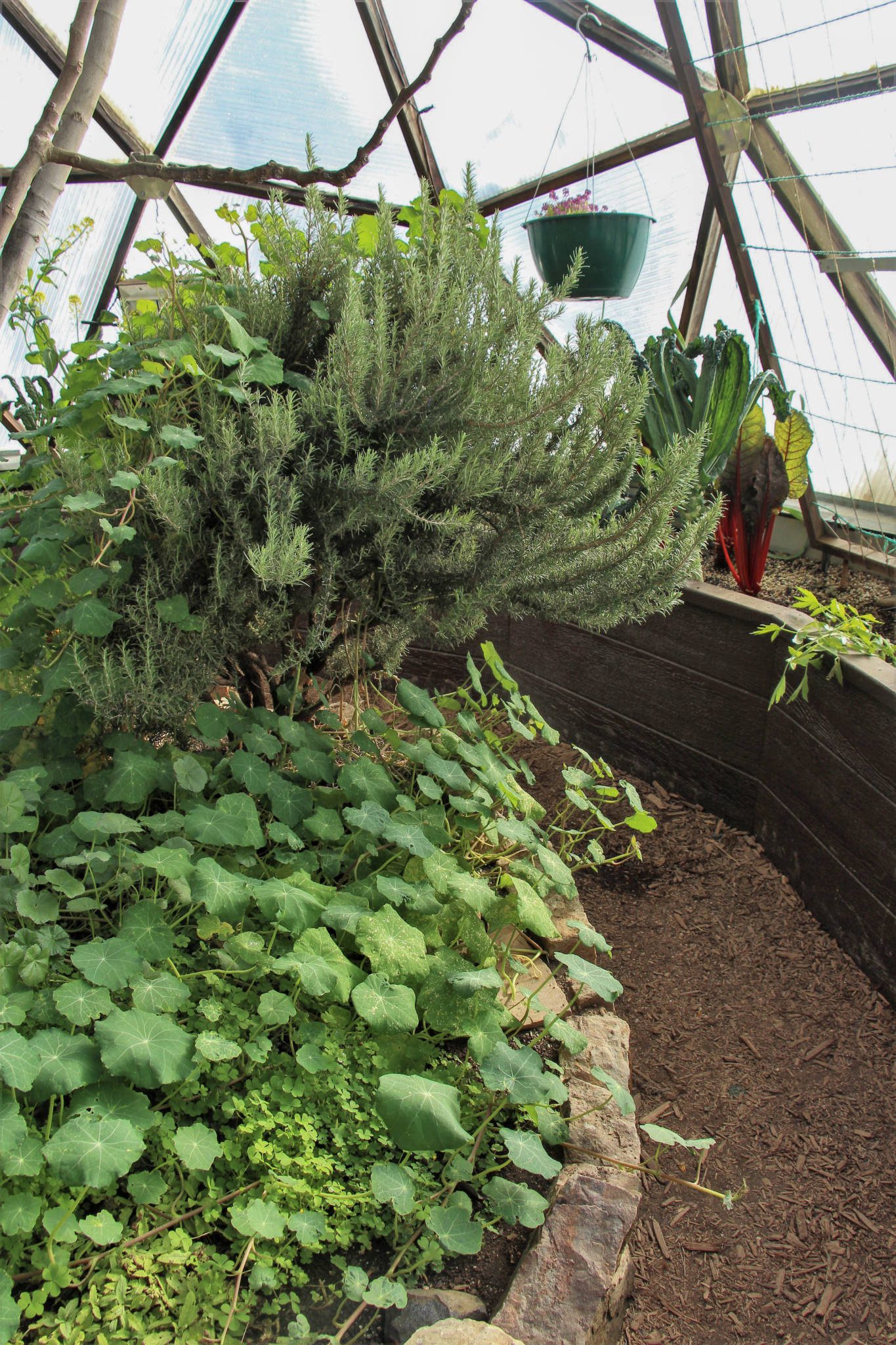 large rosemary bush surrounded by nasturtium leaves