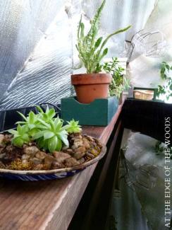Plants on crossbar of above ground pond
