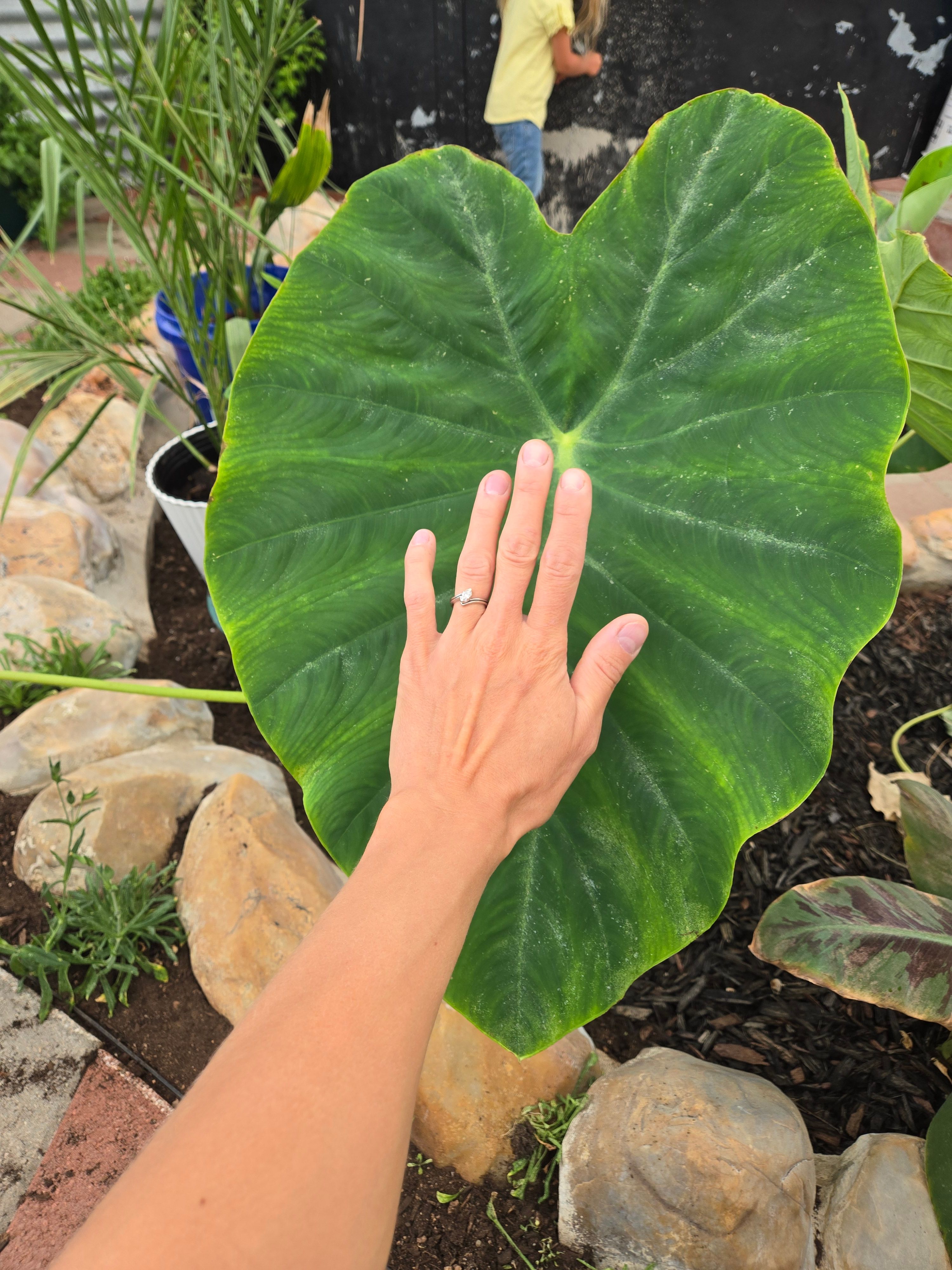 someone holding their hand up to show the size of an elephant ear growing