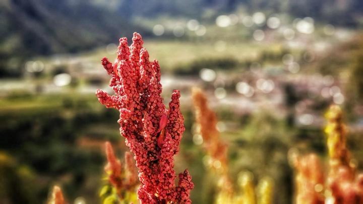 bright red Quinoa growing outside Pixabay photo