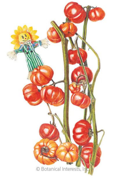 pumpkin on a stick seed packet illustration from Botanical Interests