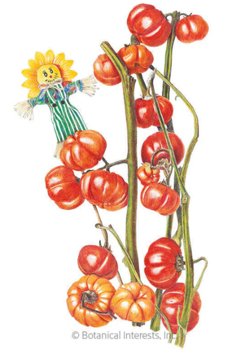 pumpkin on a stick seed packet - Epic Gardening/Botanical Interests