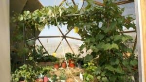 Greenhouse Trellis with Grapes