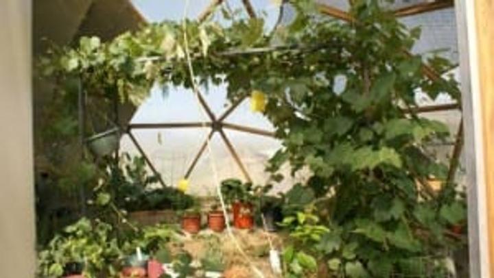 Greenhouse Trellis with Grapes