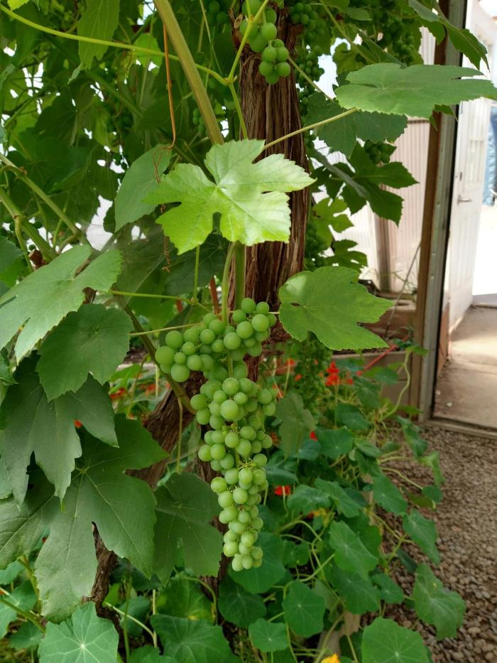 growing grapes in a dome
