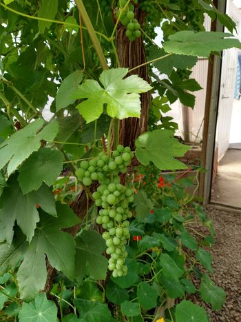 Grapevine and nasturtium companion plant