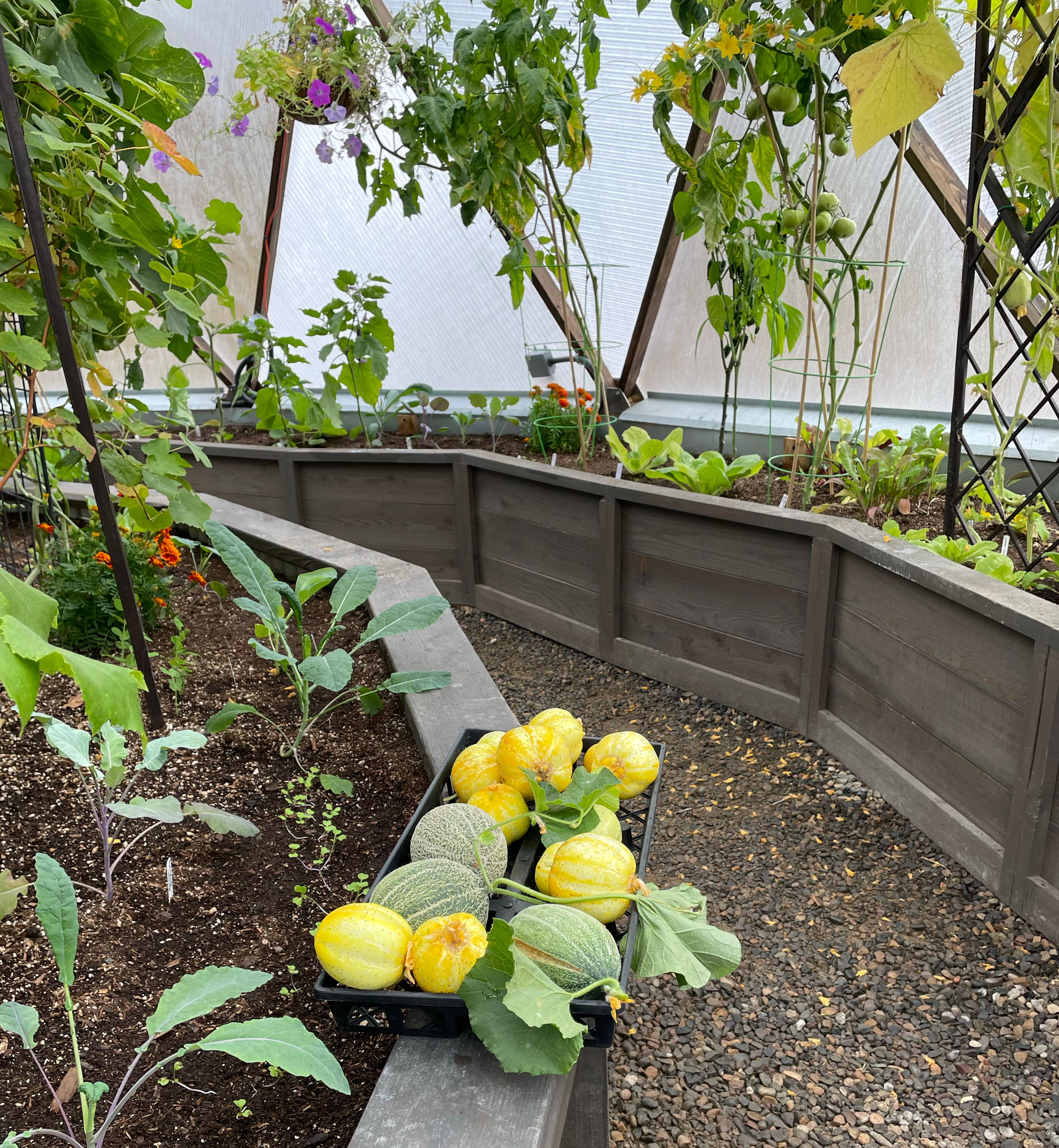 harvested melons cucumbers sitting on edge of raised bed plants growing in greenhouse